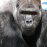 Умерла горилла Коко, знаменитая ученица Фли из RHCP
