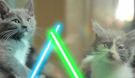 Четыре милых котенка оценили творчество уличного музыканта