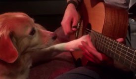 Посмотрите, как собачка играет на гитаре песню Coldplay